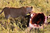 TANZANIA - Serengeti National Park - Leonessa con preda (Bufalo) - 13